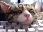 Котка върху клавиатурата