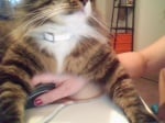 Котка върху компютърната мишка