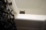 Котка във ваната