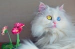 Котки с разноцветни очи - красота и мистика