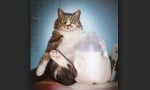 Котки - затлъстяване от мляко
