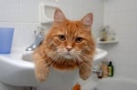 Котките обожават да са сами, но пък ни преследват дори в банята - защо?
