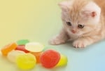 Защо 99 % от котките не обичат сладко?