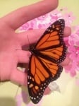Красива пеперуда