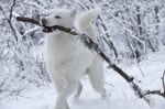 Красиво бяло куче в снега