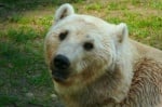 Кръстоска между мечка гризли и полярна мечка