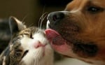 Куче целува котка