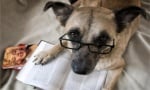 Куче чете книга с очила