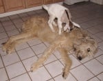 Куче и козленце съжителстват заедно в приют за животни