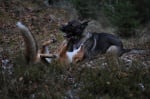 Куче и лисица играят заедно