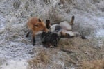 Куче и лисица приятели