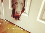 Куче, изгризало дървена врата