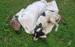 Куче излекува малка зебра, ближейки раните й