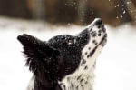 Куче на снега