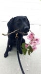 Куче носи цветя