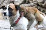 Куче носи маймунка
