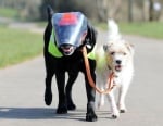 Куче помага на свой сляп приятел