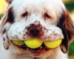Тенис топките в очите на кучетата