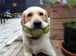 Куче с три тенис топки