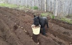 Куче сади картофи