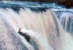 Куче се озова на скала по средата на огромен водопад