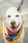 Дейзи - кучето, което спасява живота на 550 души, болни от рак