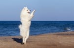 Обучение на кучето: Урок №26. Как да научим кучето си да танцува?