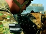 Куче в американската армия