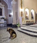 Куче в църква