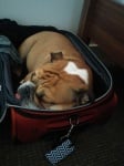 Куче в куфар