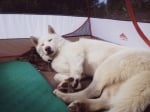 Куче в палатка