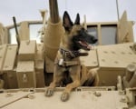 Куче върху танк