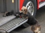 Куче влиза в пламъците на горяща къща, за да спаси малките си