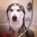 Куче във ваната