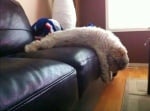 Куче, заспало на дивана с главата надолу