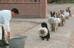 Уникално: Полицейски кучета се нареждат на опашка за храна в Китай