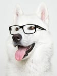 Кучетата могат да разпознават образите на други кучета