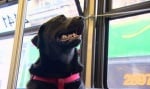 Кучето, което се вози само в автобуса