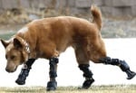 Кучето с изкуствени крака 