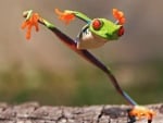 Кунг Фу по жабешки - уникалните пози на зелени жабки