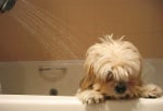 Къпане на куче с дълга козина