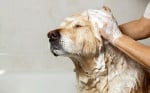 Къпане на куче