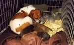 Кърмещо куче осиновява три котенца, останали без майка
