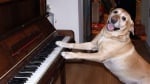 Лабрадор свири на пиано