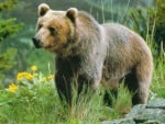 Ловът на мечки в България ще бъде тотално забранен