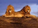 Лъвовете в Африка изчезват