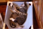 Легло за котки със спящи котенца