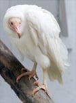 Лешояд албинос