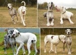 Лили и Медисън - трогателна двойка от сляпо куче и нейния виждащ другар
