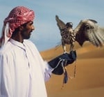 Ловът със соколи - атракция за богаташите в Саудитска Арабия